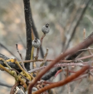 Cassytha pubescens at Aranda, ACT - 25 Aug 2024