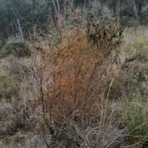 Cassytha pubescens at Aranda, ACT - 25 Aug 2024