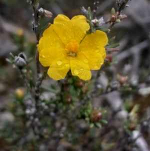 Hibbertia calycina at Aranda, ACT - 25 Aug 2024