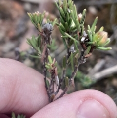 Hibbertia calycina at Aranda, ACT - 25 Aug 2024 02:59 PM