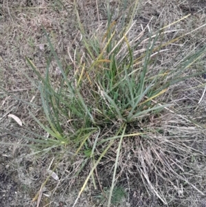 Lomandra multiflora at Cook, ACT - 25 Aug 2024 02:47 PM