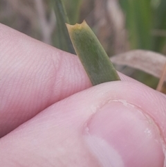 Lomandra multiflora at Cook, ACT - 25 Aug 2024 02:47 PM