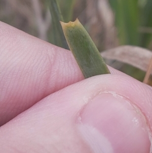 Lomandra multiflora at Cook, ACT - 25 Aug 2024