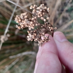 Juncus sp. at Yarralumla, ACT - 25 Aug 2024