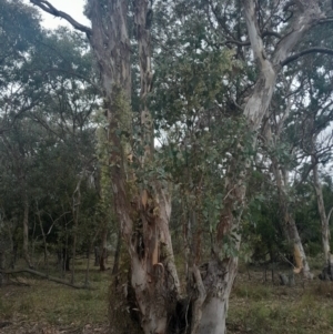 Clematis leptophylla at Cook, ACT - 25 Aug 2024 02:40 PM