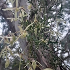 Clematis leptophylla at Cook, ACT - 25 Aug 2024 02:40 PM