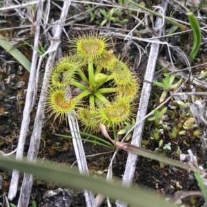 Drosera sp. at Yarralumla, ACT - 25 Aug 2024