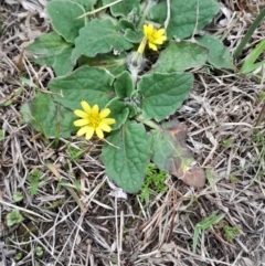 Cymbonotus sp. (preissianus or lawsonianus) (Bears Ears) at Yarralumla, ACT - 25 Aug 2024 by Venture