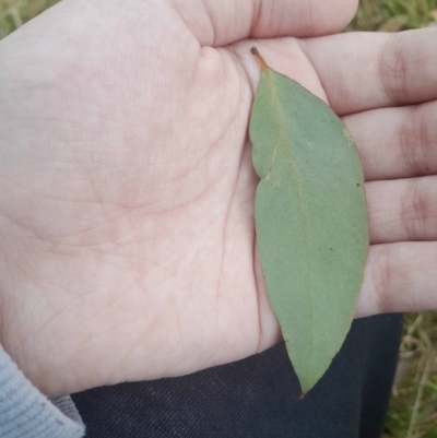 Eucalyptus dives (Broad-leaved Peppermint) at Yarralumla, ACT - 25 Aug 2024 by Venture