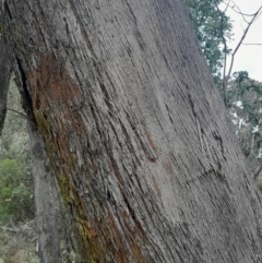 Eucalyptus dives at Yarralumla, ACT - 25 Aug 2024 01:20 PM