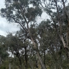 Eucalyptus dives at Yarralumla, ACT - 25 Aug 2024