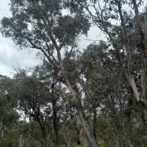 Eucalyptus dives at Yarralumla, ACT - 25 Aug 2024 01:20 PM