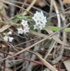 Leucopogon virgatus (Common Beard-heath) at Yarralumla, ACT - 25 Aug 2024 by Venture