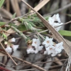 Leucopogon virgatus at Yarralumla, ACT - 25 Aug 2024 01:13 PM