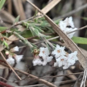 Leucopogon virgatus at Yarralumla, ACT - 25 Aug 2024