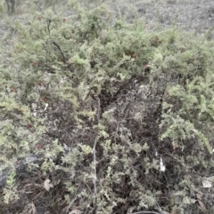 Grevillea alpina (Mountain Grevillea / Cat's Claws Grevillea) at Yarralumla, ACT - 25 Aug 2024 by Venture