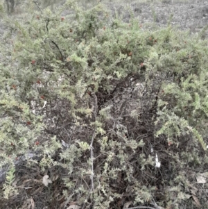 Grevillea alpina at Yarralumla, ACT - 25 Aug 2024 01:12 PM