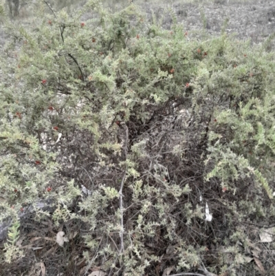 Grevillea alpina (Mountain Grevillea / Cat's Claws Grevillea) at Yarralumla, ACT - 25 Aug 2024 by Venture