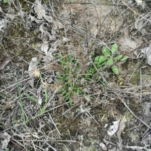 Vittadinia muelleri at Yarralumla, ACT - 25 Aug 2024