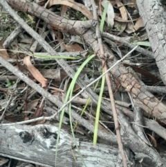 Lomandra bracteata (Small Matrush) at Yarralumla, ACT - 25 Aug 2024 by Venture