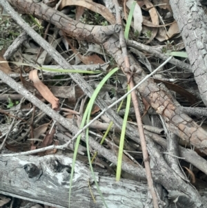 Lomandra bracteata at Yarralumla, ACT - 25 Aug 2024