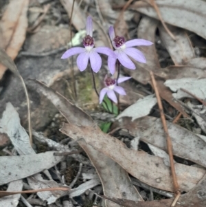 Cyanicula caerulea at Yarralumla, ACT - 25 Aug 2024