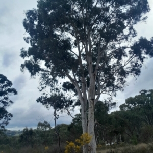 Eucalyptus mannifera subsp. mannifera at Yarralumla, ACT - 25 Aug 2024 12:50 PM