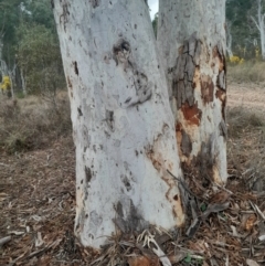 Eucalyptus mannifera subsp. mannifera at Yarralumla, ACT - 25 Aug 2024 12:50 PM