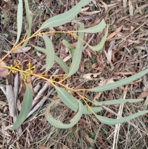 Eucalyptus mannifera subsp. mannifera at Yarralumla, ACT - 25 Aug 2024