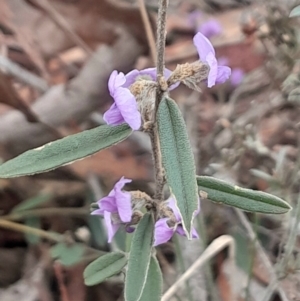 Hovea heterophylla at Yarralumla, ACT - 25 Aug 2024