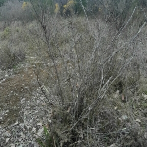 Leptospermum continentale at Yarralumla, ACT - 25 Aug 2024