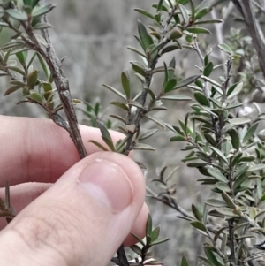 Leptospermum continentale at Yarralumla, ACT - 25 Aug 2024