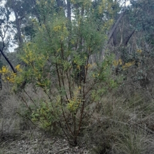 Acacia rubida at O'Connor, ACT - 25 Aug 2024