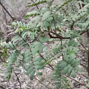 Acacia rubida at O'Connor, ACT - 25 Aug 2024