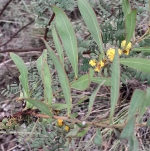 Acacia rubida at O'Connor, ACT - 25 Aug 2024 12:24 PM