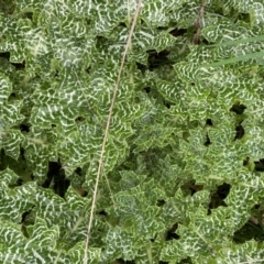 Silybum marianum (Variegated Thistle) at Belconnen, ACT - 25 Aug 2024 by mcosgrove