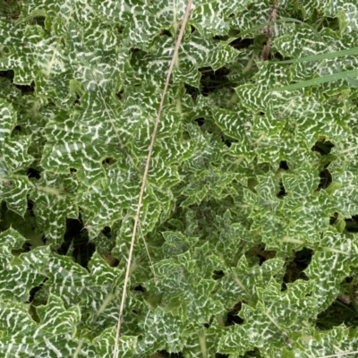 Silybum marianum (Variegated Thistle) at Belconnen, ACT - 25 Aug 2024 by mcosgrove