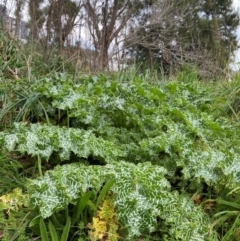 Silybum marianum at Belconnen, ACT - 25 Aug 2024 10:20 AM