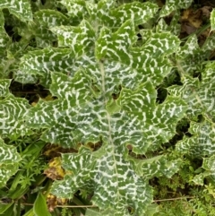 Silybum marianum at Belconnen, ACT - 25 Aug 2024 10:20 AM