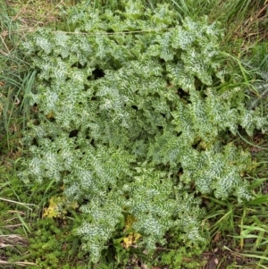 Silybum marianum at Belconnen, ACT - 25 Aug 2024 10:20 AM