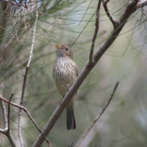 Pachycephala rufiventris at Wynnum, QLD - 23 Jul 2009