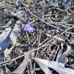 Cyanicula caerulea (Blue Fingers, Blue Fairies) at Denman Prospect, ACT - 28 Aug 2024 by LPadg