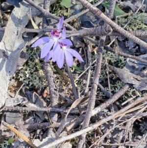 Cyanicula caerulea at Denman Prospect, ACT - 28 Aug 2024