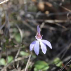 Cyanicula caerulea at Denman Prospect, ACT - suppressed