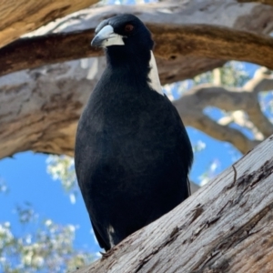 Gymnorhina tibicen at Lyneham, ACT - 25 Feb 2024