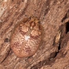 Paropsisterna laesa species complex (Laesa leaf beetle) at Melba, ACT - 27 Aug 2024 by kasiaaus