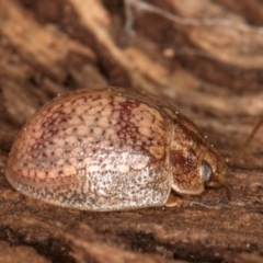 Paropsisterna laesa species complex at Melba, ACT - 27 Aug 2024 02:53 PM