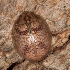 Paropsisterna laesa species complex at Melba, ACT - 27 Aug 2024