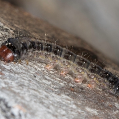 Oenosandra boisduvalii (Boisduval's Autumn Moth) at Melba, ACT - 27 Aug 2024 by kasiaaus