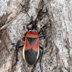 Dindymus versicolor (Harlequin Bug) at Flynn, ACT - 27 Aug 2024 by kasiaaus